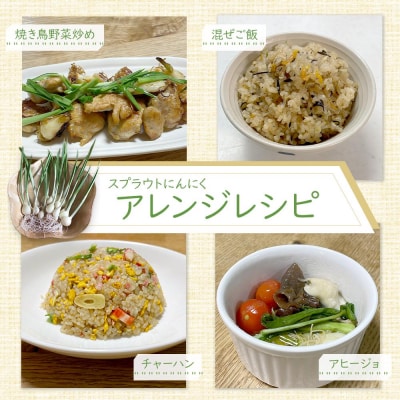 スプラウトにんにく 8片　国産ホワイト六片使用、無農薬、水耕栽培