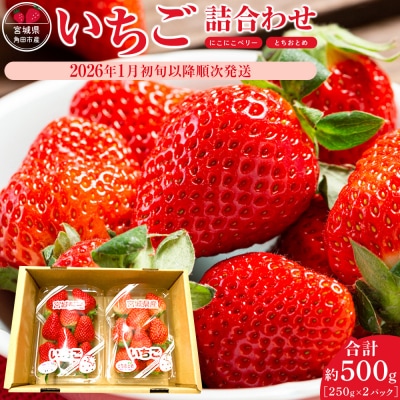 JAみやぎ仙南/宮城県角田市産いちご　にこにこベリー・とちおとめ詰合　合計約500g:250g×2P