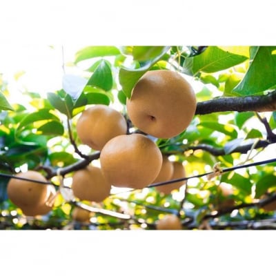 【2026年先行予約/馬場果樹園】梨「幸水」約3kg(5～8玉入)8月中旬～順次発送