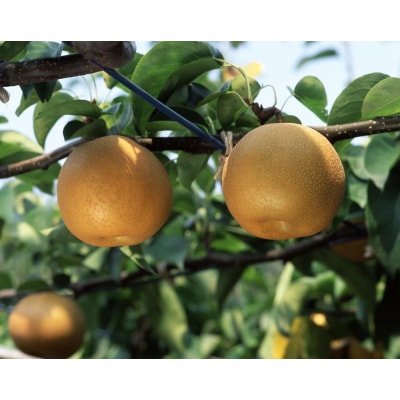 【2026年先行予約/馬場果樹園】梨「豊水」約3kg(5～8玉入)9月初旬～順次発送