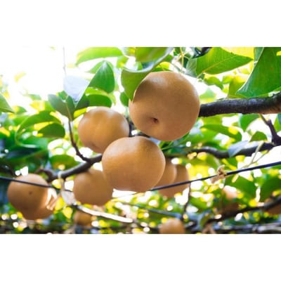 【2026年先行予約/訳あり】【馬場果樹園】梨「幸水」約5kg(10～16玉入)8月中旬～順次発送