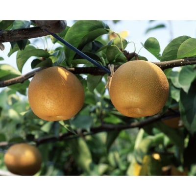 【2026年先行予約/訳あり】【馬場果樹園】梨「豊水」約5kg(8～14玉入)順次発送