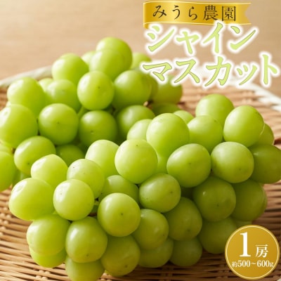 【2026年発送分先行予約】シャインマスカット 1房(約500～600g)【2026年9月上旬以降順