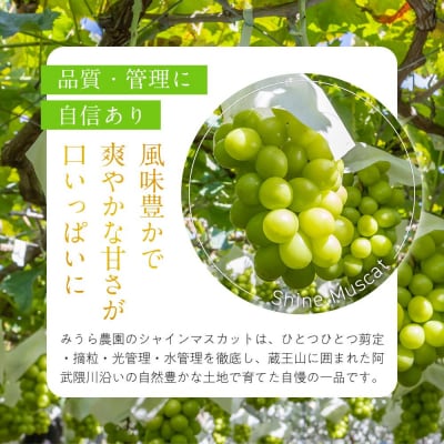 【2026年発送分先行予約】シャインマスカット 1房(約500～600g)【2026年9月上旬以降順