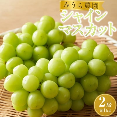 【2026年発送分先行予約】シャインマスカット 2房(約1kg)【2026年9月上旬以降順次】
