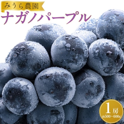 【2026年発送分先行予約】ナガノパープル1房(約500～600g)【2026年8月下旬以降順次】