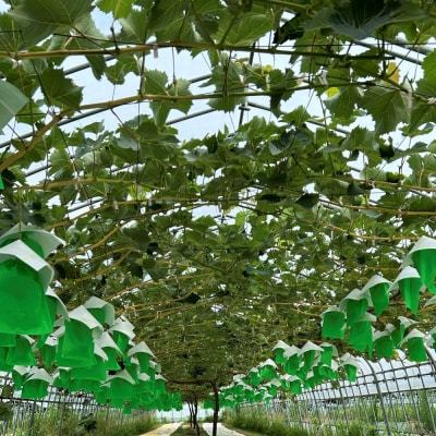 【2026年発送分先行予約】シャインマスカット/ナガノパープル セット(各1房・計2房 約1kg)【