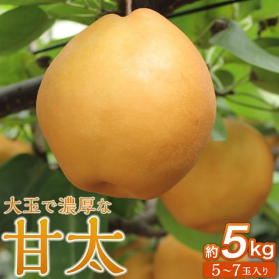 【2026年発送/先行予約】梨「甘太」約5kg(5～7玉入)【松崎果樹園】