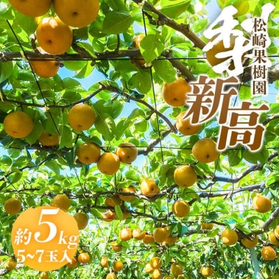 梨「新高」約5kg(5～7玉入)【松崎果樹園】