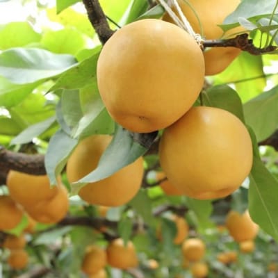 【2026年発送/先行予約】梨「新高」約5kg(5～7玉入)【松崎果樹園】