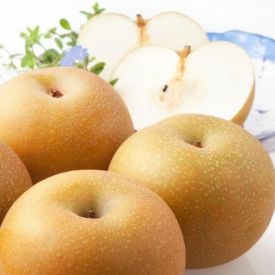 【2026年発送/先行予約】梨「あきづき」約3kg(5～6玉入)【松崎果樹園】