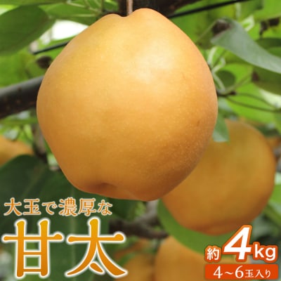 【2026年発送/先行予約】梨「甘太」約4kg(4～6玉入)10月中旬～順次発送【松崎果樹園】