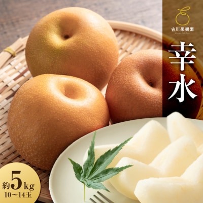 【2026年発送分先行予約】幸水 約5kg(10～14玉)8月下旬～順次発送【吉川果樹園】