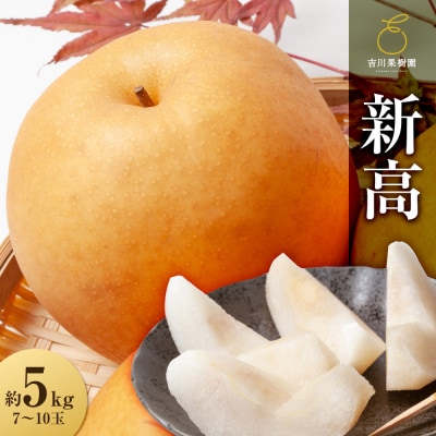 【2026年発送分先行予約】新高　約5kg(7～10玉)10月中旬～順次発送【吉川果樹園】