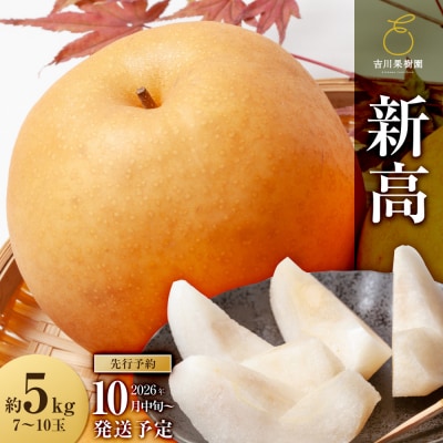 【2026年発送分先行予約】新高　約5kg(7～10玉)10月中旬～順次発送【吉川果樹園】