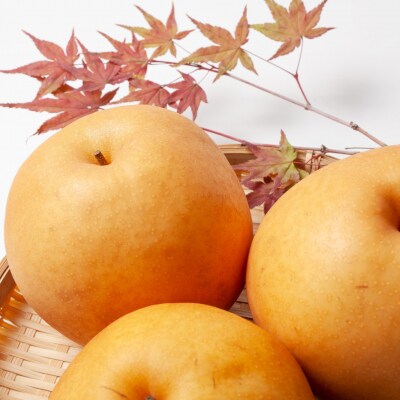 【2026年発送分先行予約】新高　約5kg(7～10玉)10月中旬～順次発送【吉川果樹園】