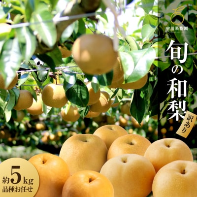 先行予約(2026年発送分)】【訳あり】旬の和梨　約5kg【吉川果樹園】|梨 ナシ こだわりの梨 フ