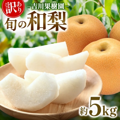 先行予約(2026年発送分)】【訳あり】旬の和梨　約5kg【吉川果樹園】|梨 ナシ こだわりの梨 フ