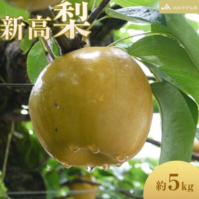 【JAみやぎ仙南】梨「新高」約5kg (約8～10玉入)