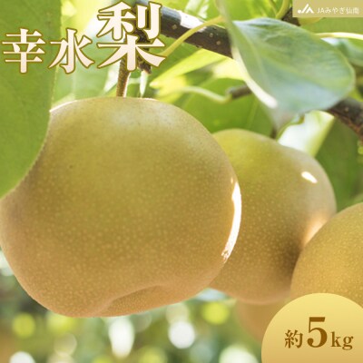 【JAみやぎ仙南】梨「幸水」約5kg (約12～16玉)