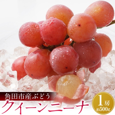 【先行予約】角田市産ぶどう【クイーンニーナ】1房(約500g)【2026年9月末より順次発送】