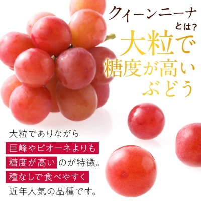 【先行予約】角田市産ぶどう【クイーンニーナ】1房(約500g)【2026年9月末より順次発送】
