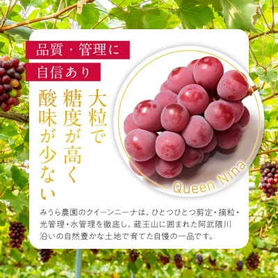 【先行予約】角田市産ぶどう【クイーンニーナ】1房(約500g)【2026年9月末より順次発送】