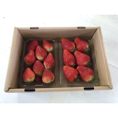 【定期便2回】【角田市産地直送】朝摘みいちご「とちおとめ」合計約500g(250g×2パック)