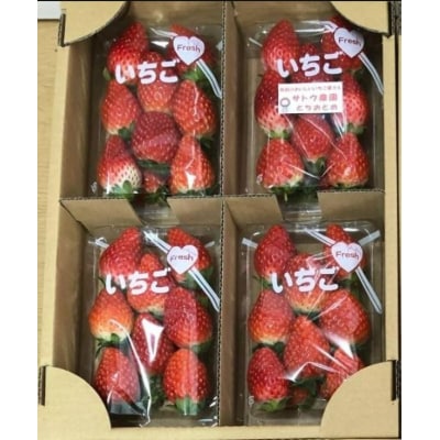 【定期便2回】【角田市産地直送】朝摘みいちご「とちおとめ」合計約1kg(250g×4パック)
