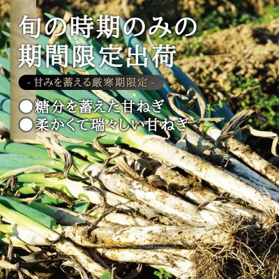 【角田市】カマシチねぎ屋 旬の甘ねぎ 2kg(約10本～17本)