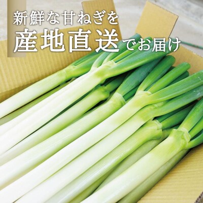 【角田市】カマシチねぎ屋 旬の甘ねぎ 2kg(約10本～17本)