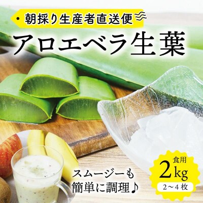 【食用】朝採り アロエベラ生葉 2kg(2枚～4枚)3年物　宮城県産