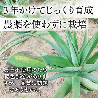 【食用】朝採り アロエベラ生葉 2kg(2枚～4枚)3年物　宮城県産
