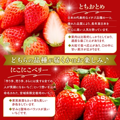 OneBerry いちご農園品種おまかせ 旬のいちご 250g× 4P 2026年1月5日以降順次