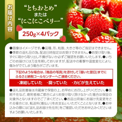 OneBerry いちご農園品種おまかせ 旬のいちご 250g× 4P 2026年1月5日以降順次