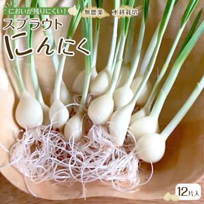 スプラウトにんにく 12片　国産ホワイト六片使用、水耕栽培