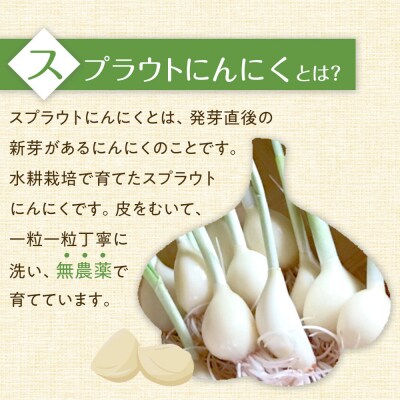 スプラウトにんにく 12片　国産ホワイト六片使用、水耕栽培