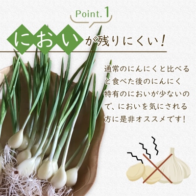 スプラウトにんにく 12片　国産ホワイト六片使用、水耕栽培