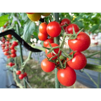 【2026年発送分先行予約】角田産 新鮮!カラフル ミニトマト 1kg【2026年6月上旬より順次】