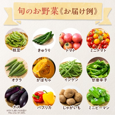 【2026年発送分先行予約】みうら農園 季節の野菜セット(夏野菜)【2026年6月中旬以降順次】