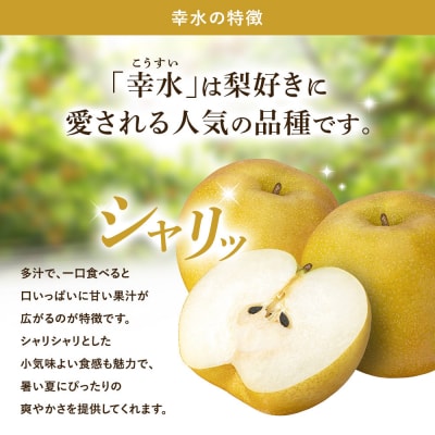 【2026年先行予約】金城果樹園　梨「幸水」約5kg(10～16玉入)2026年8月中旬～順次発送