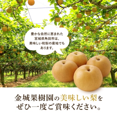 訳あり/2026年先行予約金城果樹園　梨「幸水」約5kg10～16玉入)2026年8月中旬～順次発送