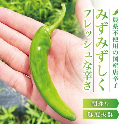 【宮城県産】生青唐辛子 龍の尾 1.5kgセット(500g×3袋)激辛韓国品種 西根の森|太良衛門