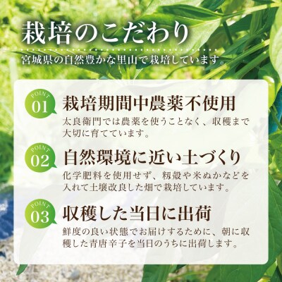 【宮城県産】生青唐辛子 龍の尾 3kgセット(500g×6袋)激辛韓国品種 西根の森|太良衛門