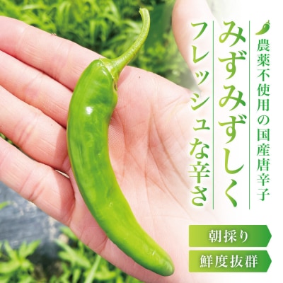 【宮城県産】生青唐辛子 龍の尾 300gセット(300g×1袋)7月初旬頃より順次発送 激辛韓国品種