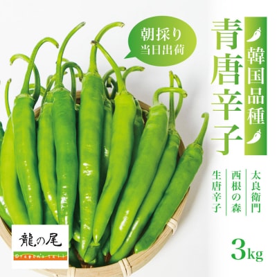 【宮城県産】生青唐辛子 龍の尾 3kgセット(500g×6袋)激辛韓国品種 西根の森|太良衛門