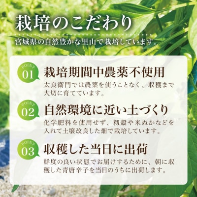 【宮城県産】生青唐辛子 龍の尾 3kgセット(500g×6袋)激辛韓国品種 西根の森|太良衛門