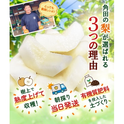 【2026年先行予約/訳あり】【馬場果樹園】品種おまかせ 旬の和梨 約5kg 8月中旬～順次発送