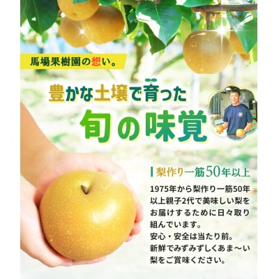 【2026年先行予約/訳あり】【馬場果樹園】品種おまかせ 旬の和梨 約5kg 8月中旬～順次発送