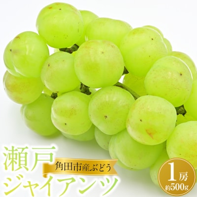 【先行予約】角田市産ぶどう【瀬戸ジャイアンツ】1房(約500g)【2026年9月末より順次発送】